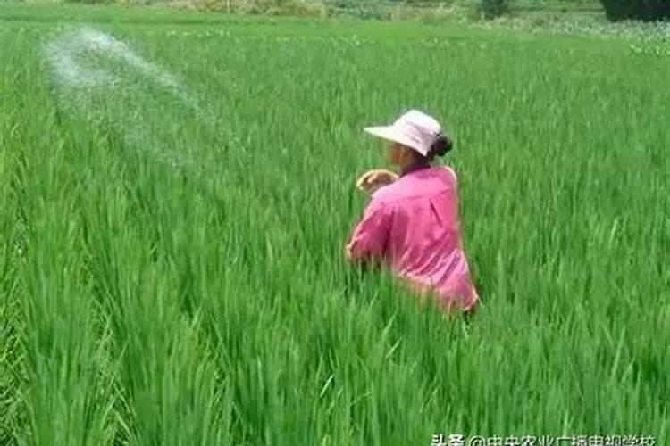 春季桃树施什么肥好