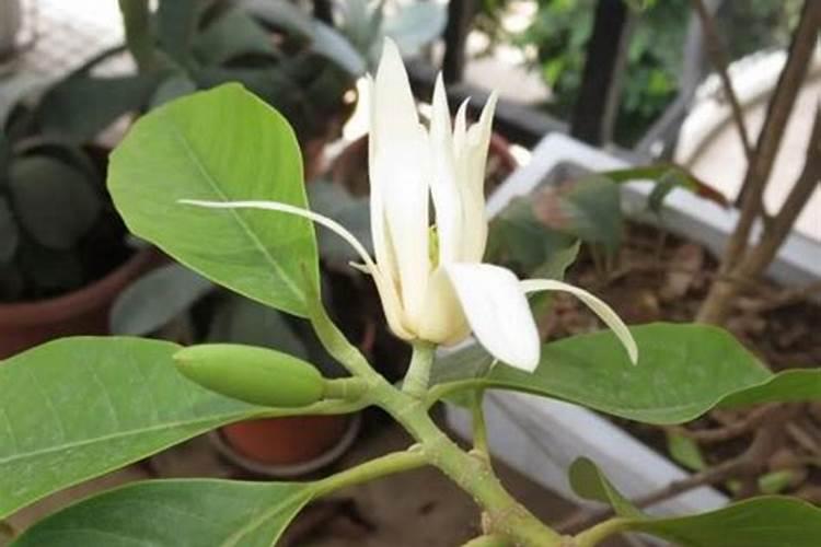 白兰花用什么肥料