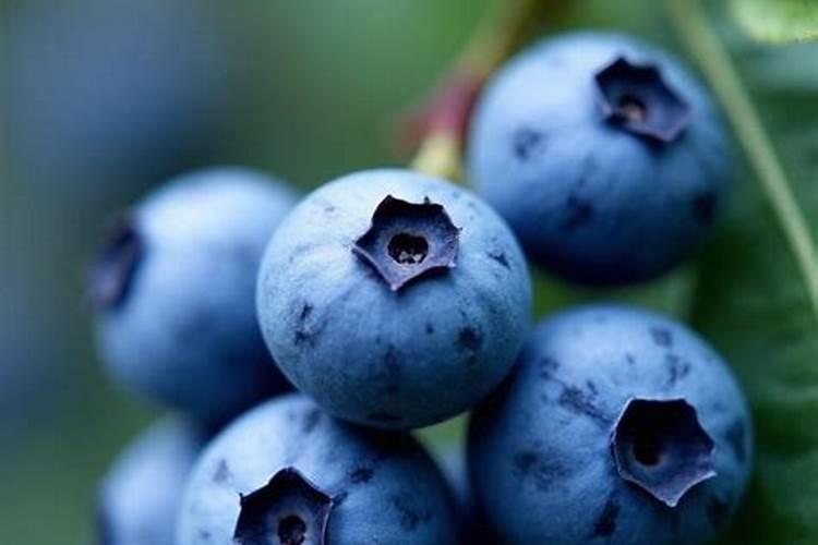 蓝莓含什么营养成分？