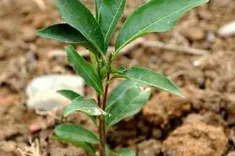 九百金钾可以打移栽一年的茶苗吗