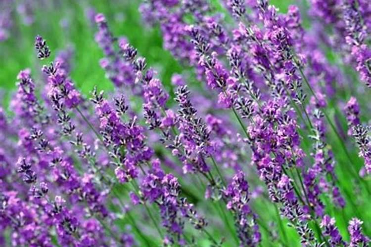 用什么肥好 薰衣草施肥方法