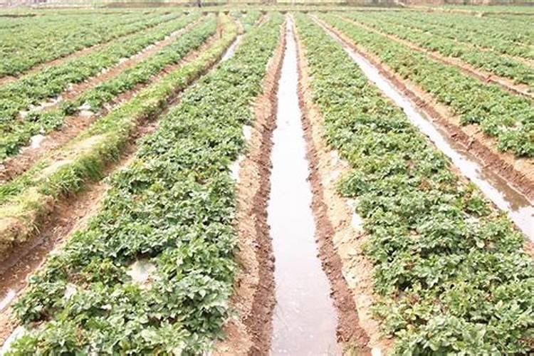 温室种植土豆想增产增收,在各个阶段的水肥怎么管理？