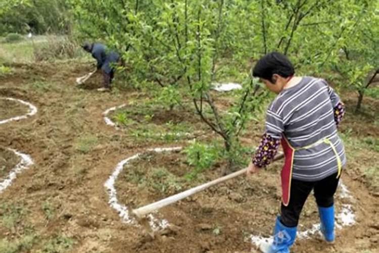 常见的氮肥、磷肥、钾肥、复合肥有哪些……