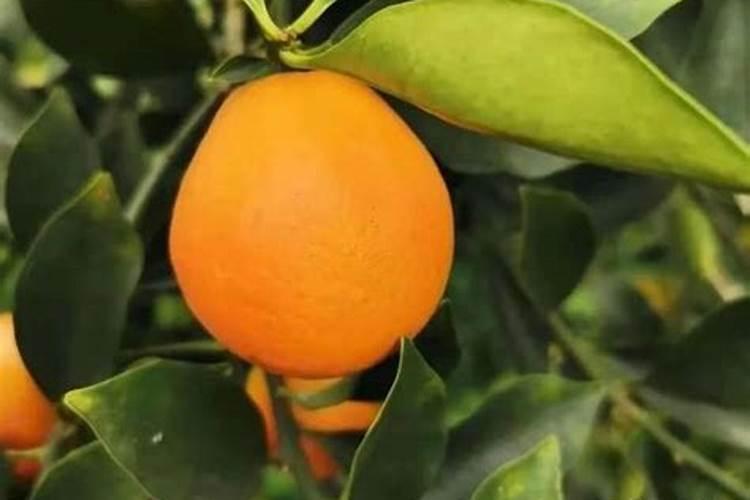 柑橘树施锌肥每株量为多少适宜？
