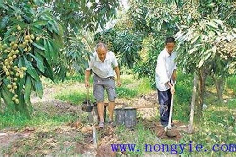 龙眼树什么时候施肥比较好