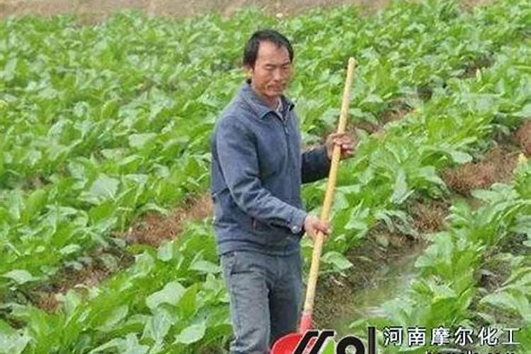 死鱼怎么样发酵可以做水肥？