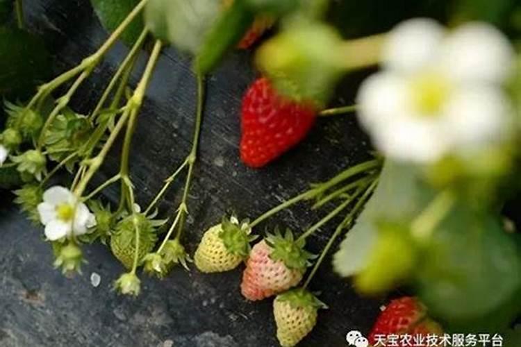 长寿花什么时候施肥 长寿花施肥方法时间