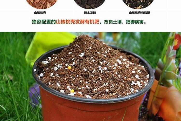 一盆花放几粒有机肥