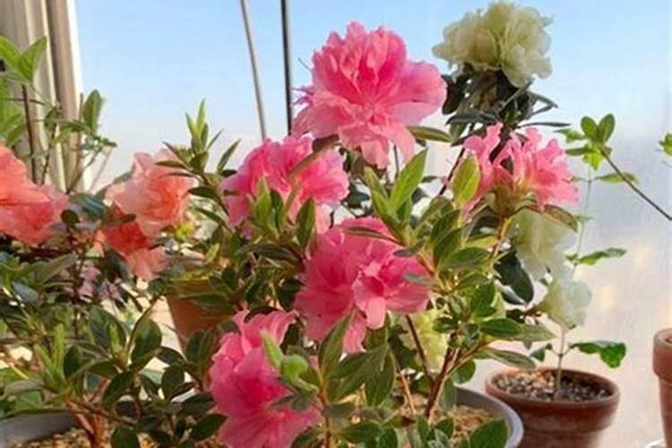 杜鹃花施什么肥