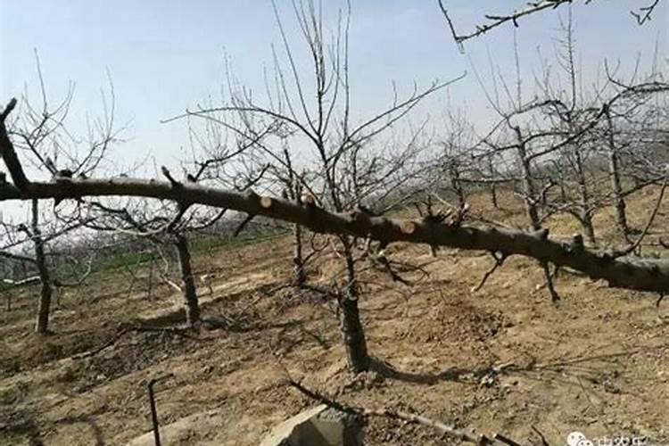 苗圃地常用的肥料及施肥原则和方法