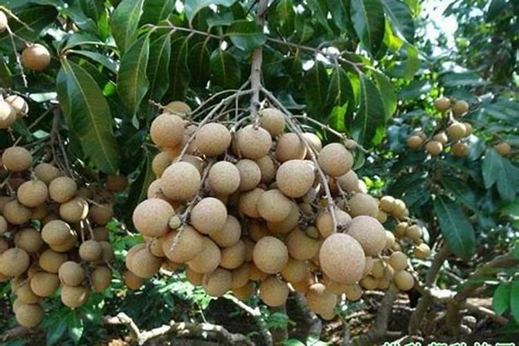 广西释迦果树种植方法