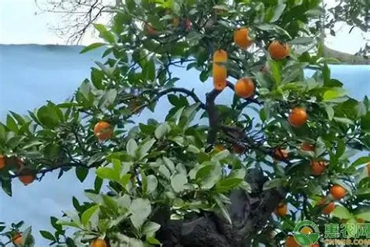 金弹子秋季施什么肥