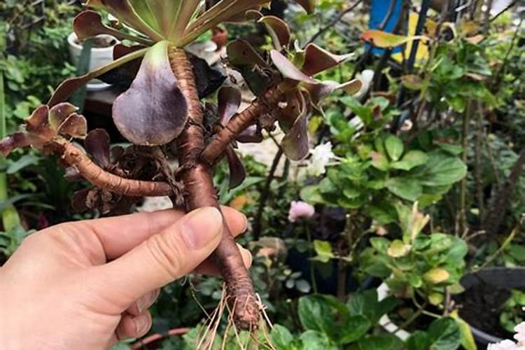 甘蓝定植多久浇一次水好