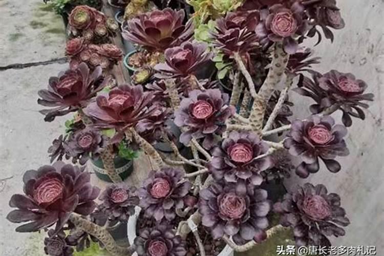 法师用什么肥料最好