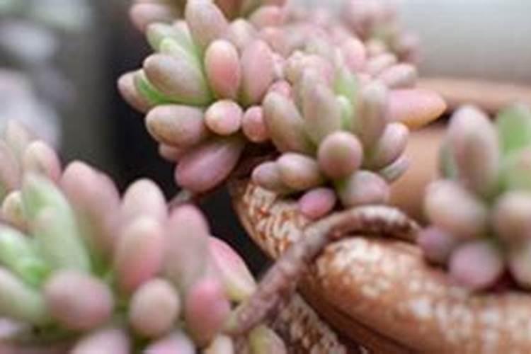 养多肉植物的“5大坑”,园艺师全面解析,新手必看,帮助你避坑百度知...