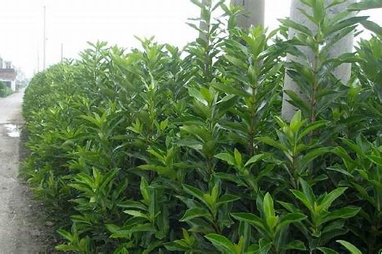 正月种植法国冬青的养殖方法