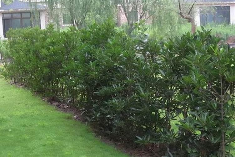 法国冬青移栽后怎么浇水？法国冬青移栽养护方法