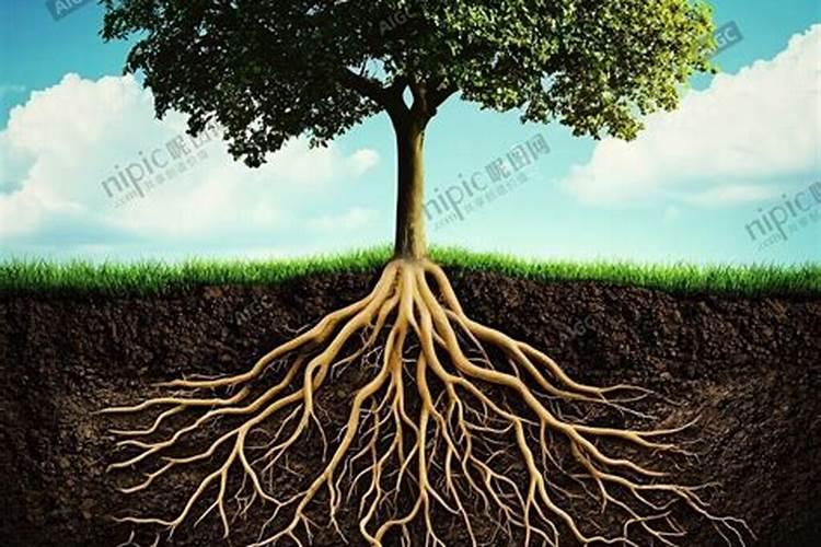 什么肥料促进根系生长