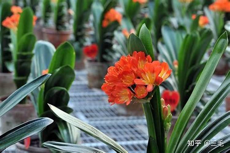 君子兰该如何施肥