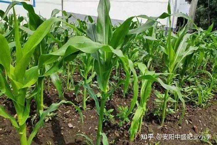 磷肥对哪些作物最好