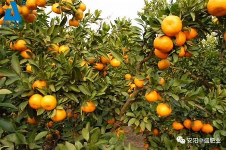 柑橘移栽技巧