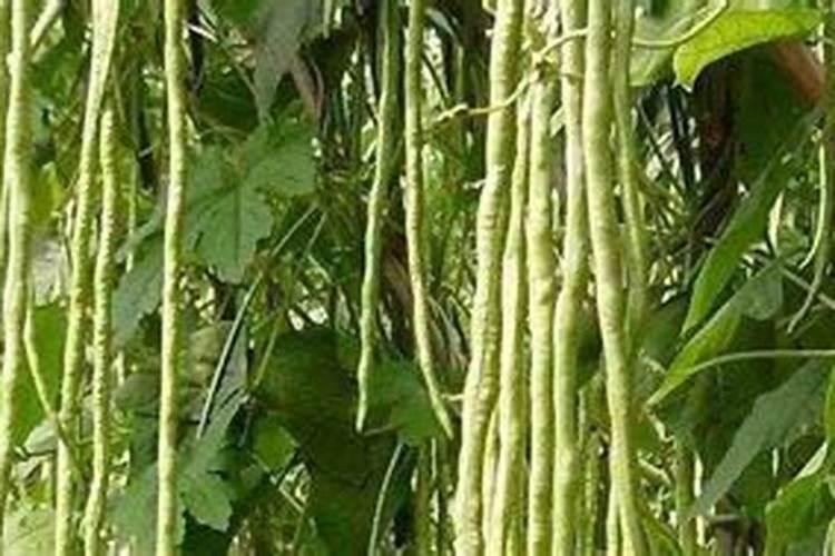 豆角开花了需要追肥吗