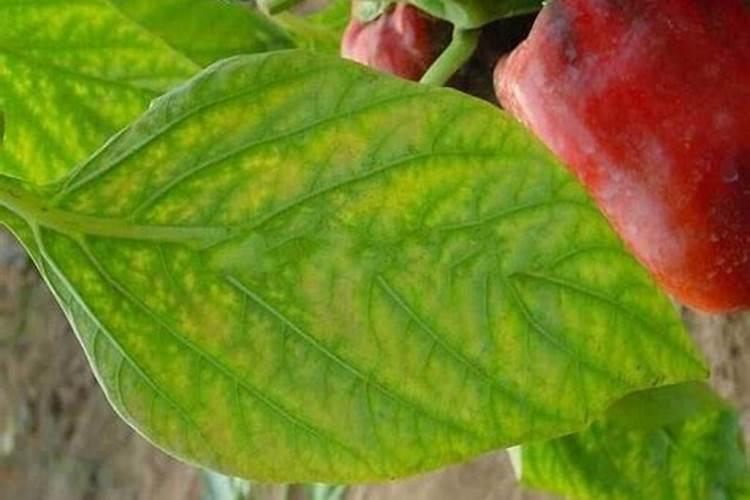 植物缺镁用什么肥料
