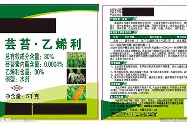 迎客松怎样种植