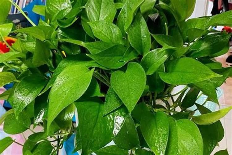 使叶子变绿的肥料、绿植需要的肥料有哪些