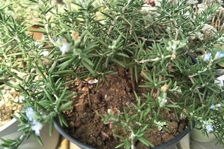 什么花最好养活不用施肥、不用施肥的花