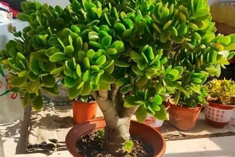 这80种花不施肥,能养好才怪