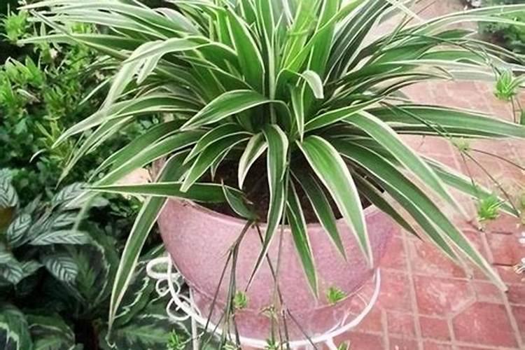 什么花不用施肥