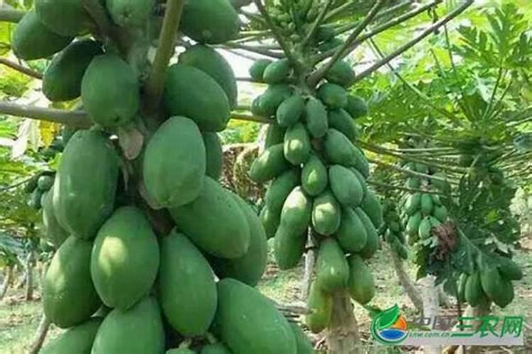 种木瓜施什么肥