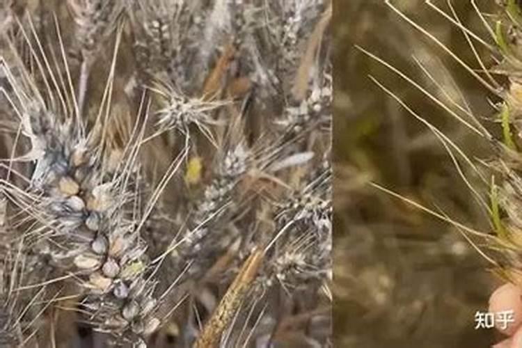 磷酸二氢钾能用于豌豆尖吗