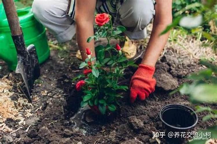 月季换盆后多久施肥