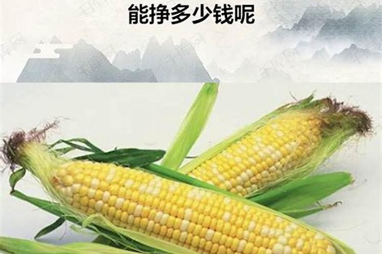 一垧粘玉米真空包装能赚多少钱