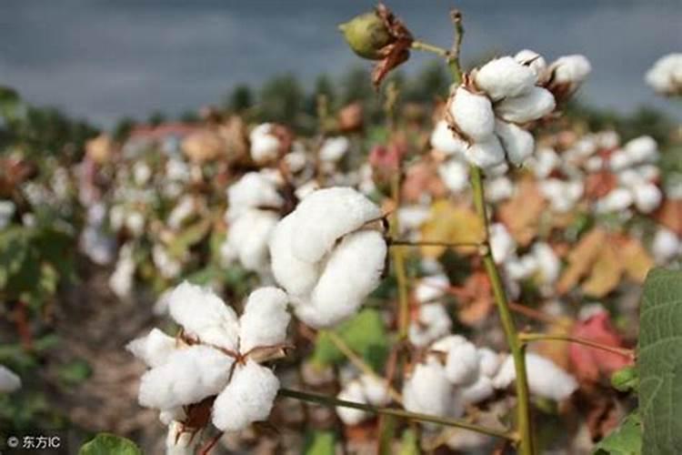 棉花八月怎样施肥