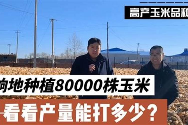 一亩玉米的产量可以达到四千斤吗,该如何提高玉米产量？