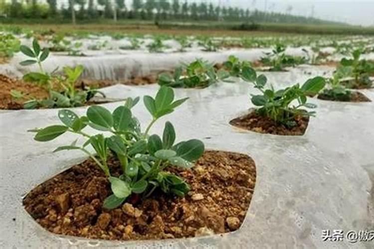 花生追钙肥什么时候最好？该如何进行追钙？