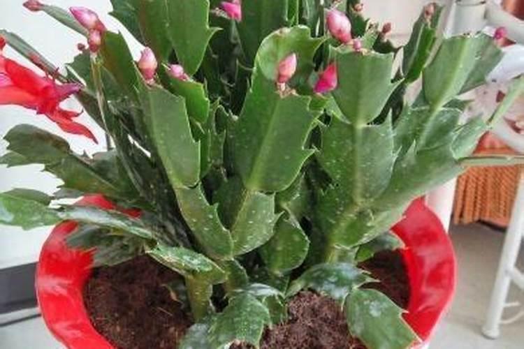 玉米授粉时打药碍事吗