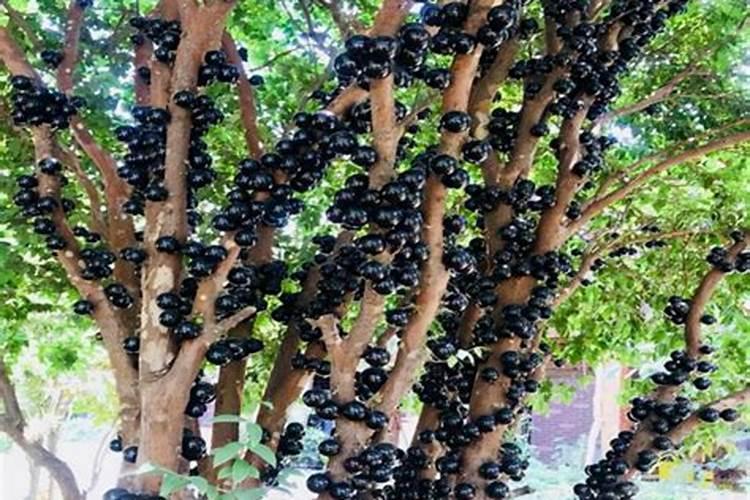 怎样给果树苗施尿素肥