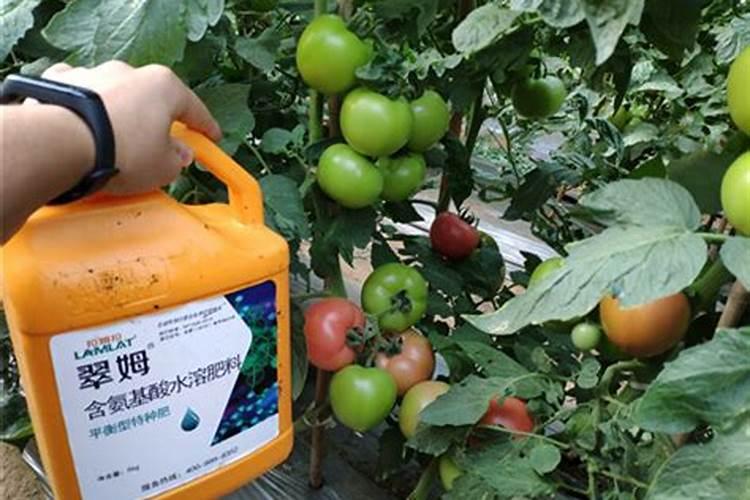 发财树新芽枯萎发黑怎么办,四个技巧让新芽恢复正常