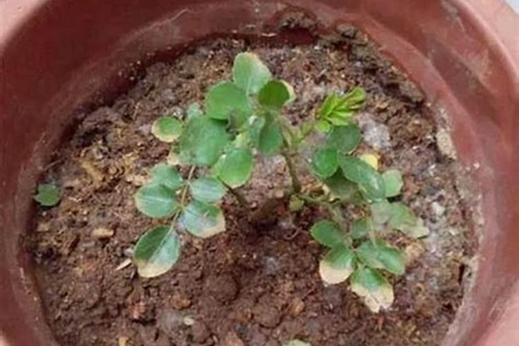 月季施肥过多烧根怎么办3个办法妙手茁壮