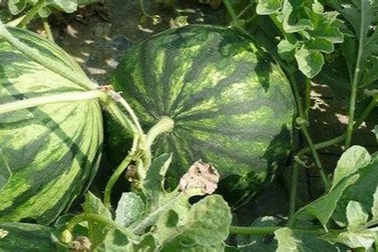 山东花椒树种植基地在哪里？