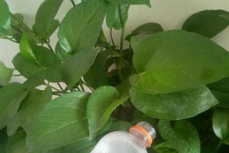 绿萝能施磷肥复合肥和尿素吗