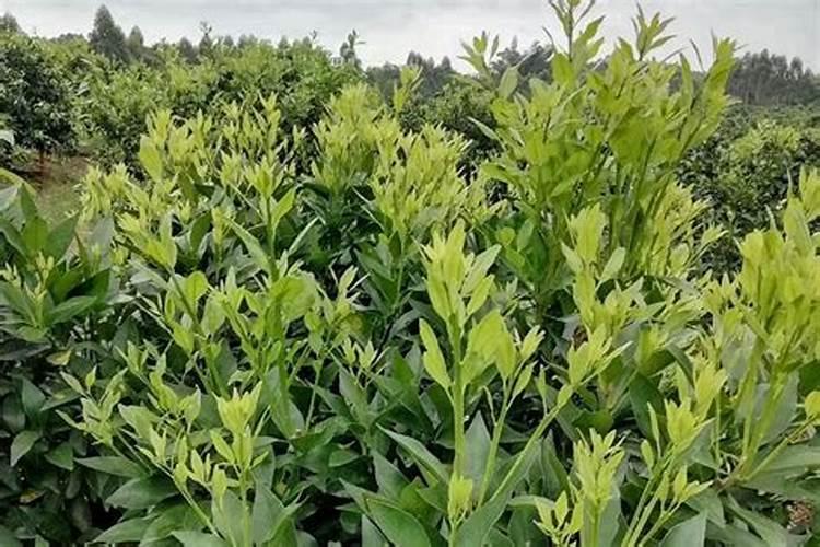 国产缓释肥品牌