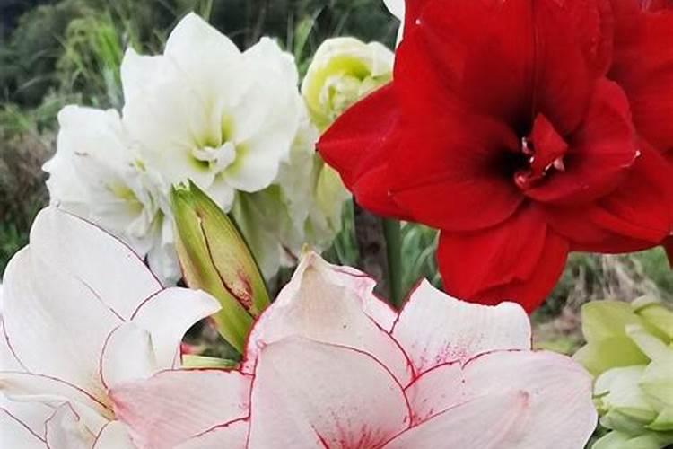 杜鹃花冬天花期怎么浇水