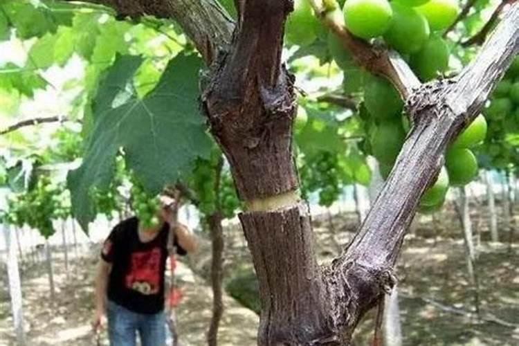 【村宝网】柑橘采收后如何做好管理工作