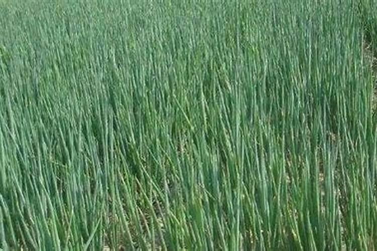 大葱用什么化肥好？增产用昆仑风多久一次