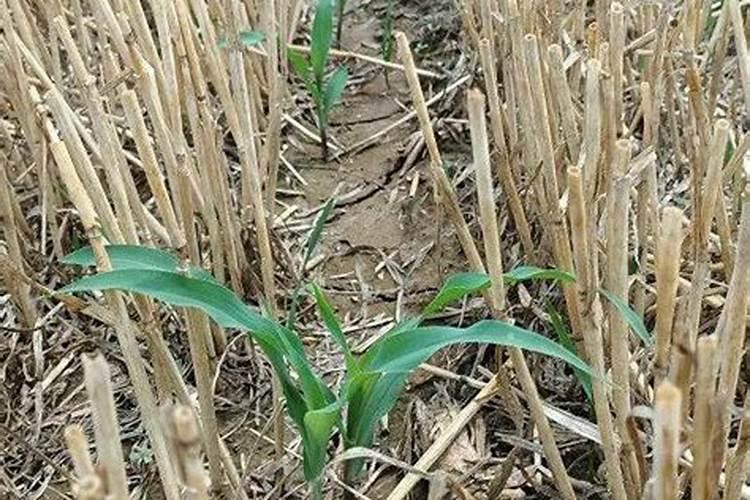 湖北钟祥特产:钟祥泉水柑